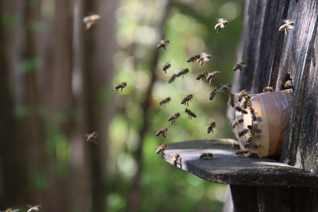 Photo ruche et abeilles
